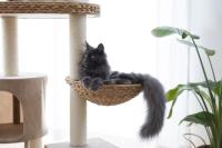 Kerbl Kratzbaum Waxy banana leaf